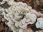 Lilaszegélyű egyrétűtapló (Trichaptum biforme), Mecsek